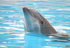 Samolepka flie 145 x 100, 95423 - delfn - dolphin