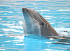 Fototapeta pltno 160 x 116, 95423 - delfn - dolphin