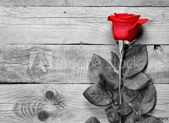 Samolepka flie 100 x 73, 95876705 - Red rose on black and white wooden background