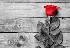 Samolepka flie 145 x 100, 95876705 - Red rose on black and white wooden background