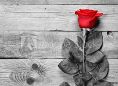 Fototapeta pltno 160 x 116, 95876705 - Red rose on black and white wooden background - erven re na ernm a blm devnm pozad