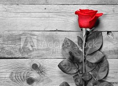 Fototapeta papr 254 x 184, 95876705 - Red rose on black and white wooden background