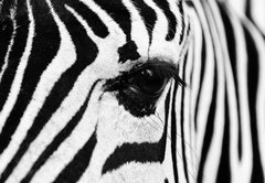 Samolepka flie 145 x 100  zebra in field, 145 x 100 cm