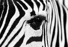 Fototapeta184 x 128  zebra in field, 184 x 128 cm