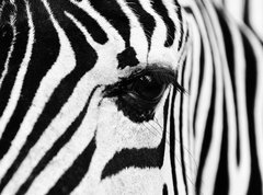 Fototapeta270 x 200  zebra in field, 270 x 200 cm