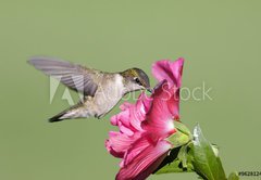 Samolepka flie 145 x 100, 9628124 - Juvenile Ruby-throated Hummingbird (archilochus colubris) - Mladistv Ruby