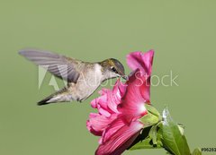 Samolepka flie 200 x 144, 9628124 - Juvenile Ruby-throated Hummingbird (archilochus colubris) - Mladistv Ruby