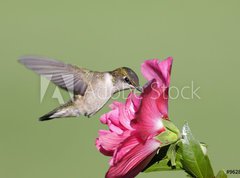 Samolepka flie 270 x 200, 9628124 - Juvenile Ruby-throated Hummingbird (archilochus colubris) - Mladistv Ruby