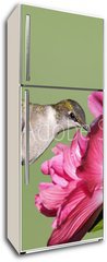 Samolepka na lednici flie 80 x 200  Juvenile Ruby throated Hummingbird (archilochus colubris), 80 x 200 cm
