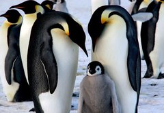 Fototapeta pltno 174 x 120, 9651364 - Emperor penguins with chick - Csa tuci s kutkem