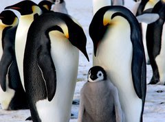 Fototapeta270 x 200  Emperor penguins with chick, 270 x 200 cm