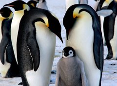 Fototapeta360 x 266  Emperor penguins with chick, 360 x 266 cm