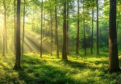 Samolepka fólie 145 x 100, 967529857 - Sunbeams Filtering Through a Lush Forest