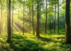 Fototapeta plátno 160 x 116, 967529857 - Sunbeams Filtering Through a Lush Forest