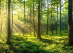 Fototapeta pltno 330 x 244, 967529857 - Sunbeams Filtering Through a Lush Forest