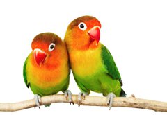 Samolepka flie 145 x 100, 9682324 - Pair of lovebirds agapornis-fischeri isolated on white