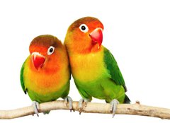 Fototapeta pltno 160 x 116, 9682324 - Pair of lovebirds agapornis-fischeri isolated on white - Pr hrdliek agapornis