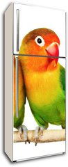 Samolepka na lednici flie 80 x 200  Pair of lovebirds agapornis fischeri isolated on white, 80 x 200 cm