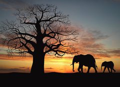 Fototapeta100 x 73  Group of elephant in africa, 100 x 73 cm