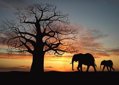 Fototapeta200 x 144  Group of elephant in africa, 200 x 144 cm