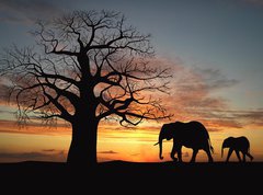 Samolepka flie 270 x 200, 9699496 - Group of elephant in africa - Skupina slon v Africe