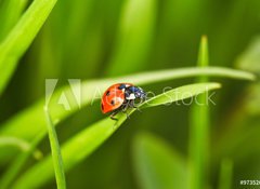 Samolepka flie 100 x 73  Ladybug, 100 x 73 cm
