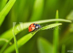 Samolepka flie 100 x 73, 97352641 - Ladybug - Slunko sedmiten