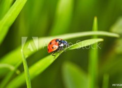 Fototapeta papr 160 x 116, 97352641 - Ladybug - Slunko sedmiten