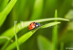 Fototapeta174 x 120  Ladybug, 174 x 120 cm