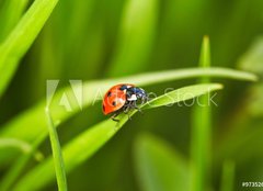 Fototapeta240 x 174  Ladybug, 240 x 174 cm