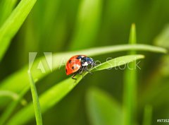 Fototapeta330 x 244  Ladybug, 330 x 244 cm