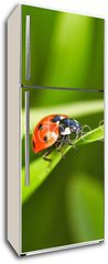 Samolepka na lednici flie 80 x 200  Ladybug, 80 x 200 cm