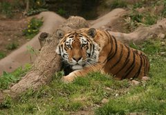 Fototapeta174 x 120  Tiger, 174 x 120 cm