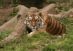 Fototapeta papr 184 x 128, 9779753 - Tiger