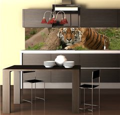 Fototapeta do kuchyn flie 260 x 60  Tiger, 260 x 60 cm