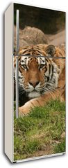 Samolepka na lednici fólie 80 x 200, 9779753 - Tiger