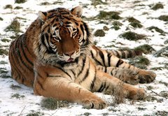 Fototapeta145 x 100  Tiger, 145 x 100 cm