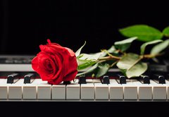 Samolepka flie 145 x 100, 98331602 - piano keys and red rose