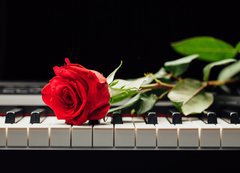 Samolepka flie 200 x 144, 98331602 - piano keys and red rose