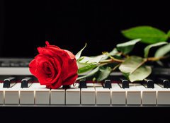 Fototapeta papr 254 x 184, 98331602 - piano keys and red rose - klavrn kle a erven re