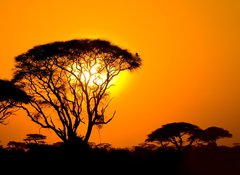 Samolepka flie 100 x 73, 9856280 - african sunset in savannah, kenya