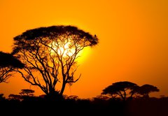 Fototapeta145 x 100  african sunset in savannah, kenya, 145 x 100 cm