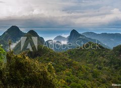 Fototapeta vliesov 100 x 73, 98620191 - Langkawi - Inselparadis der Adler im Regenwald