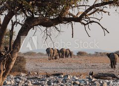 Samolepka flie 100 x 73, 98815534 - Elefantenherde verl  sst das Wasserloch  Etosha  Namibia - Elefantenherde verl sst das Wasserloch Etosha Namibie