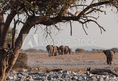 Samolepka flie 145 x 100, 98815534 - Elefantenherde verl  sst das Wasserloch  Etosha  Namibia