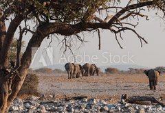 Fototapeta vliesov 145 x 100, 98815534 - Elefantenherde verl  sst das Wasserloch  Etosha  Namibia