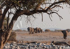 Fototapeta184 x 128  Elefantenherde verl sst das Wasserloch Etosha Namibia, 184 x 128 cm