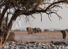 Samolepka flie 200 x 144, 98815534 - Elefantenherde verl  sst das Wasserloch  Etosha  Namibia