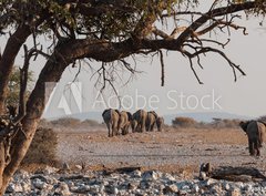 Fototapeta pltno 330 x 244, 98815534 - Elefantenherde verl  sst das Wasserloch  Etosha  Namibia