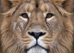 Fototapeta pltno 240 x 174, 99132688 - The face of an Asian lion. The King of beasts, biggest cat of the world, looking straight into the camera. The most dangerous and mighty predator of the world. Authentic beauty of the wild nature. - Tv asijskho lva. Krl zvat, nejvt koka svta, pohldl pmo do kamery. Nejnebezpenj a nejdleitj dravec svta. Autentick krsa divok prody.